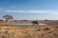 2012-07-03 Namibia 209 - Etoscha Nationalpark - Afrikanischer Elefant